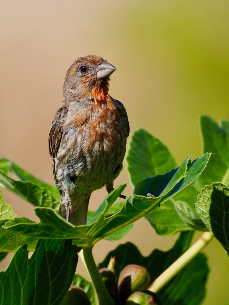 Finch in a Fig Tree
Rosemead, California
August 9, 2025