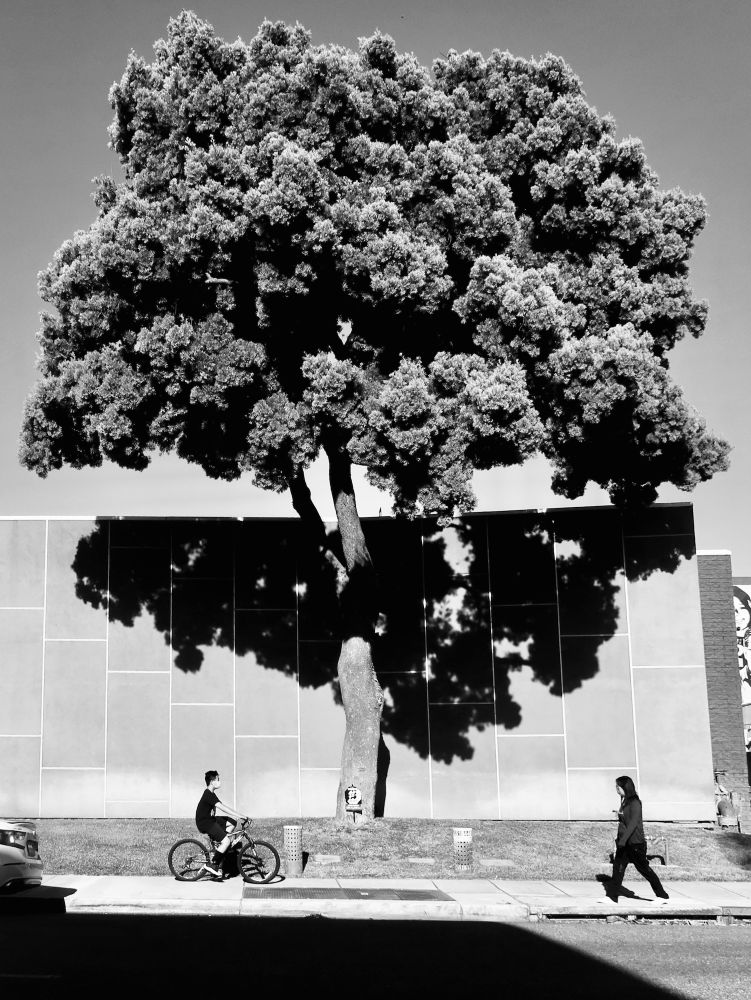 A Tree
(near the Bruggemeyer Library)
Monterey Park, California