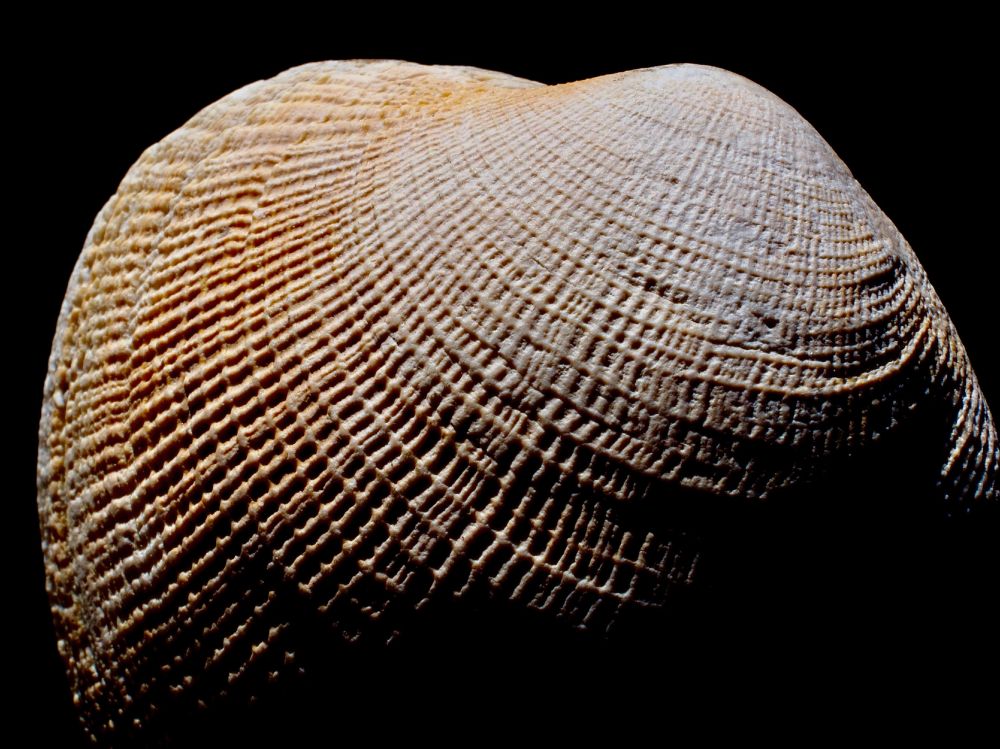 Clam Shell
July 27, 2025