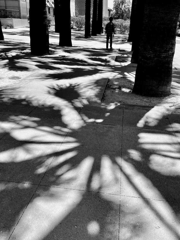 Palm Tree Shadows
Pasadena, California
August 3, 2025