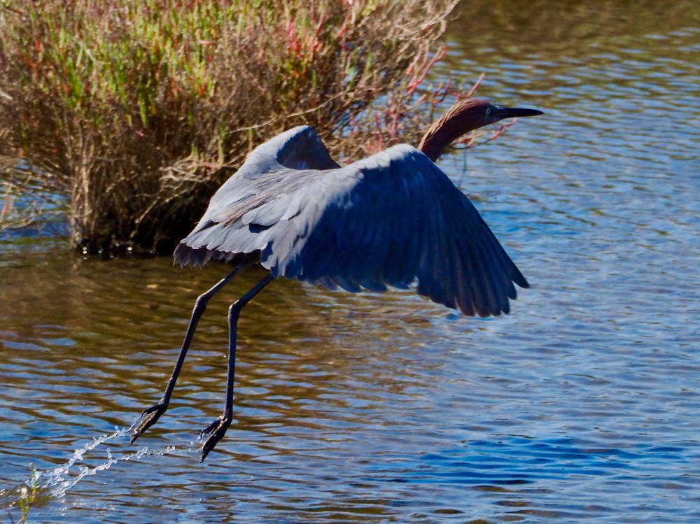 Reddish Egret Taking Off Bolsa Chica Ecological Reserve Huntington Beach, California