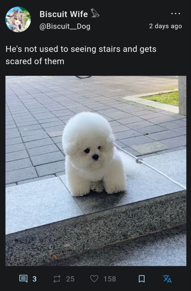 @Biscuit_Dog 2 days ago

He's not used to seeing stairs and gets scared of them