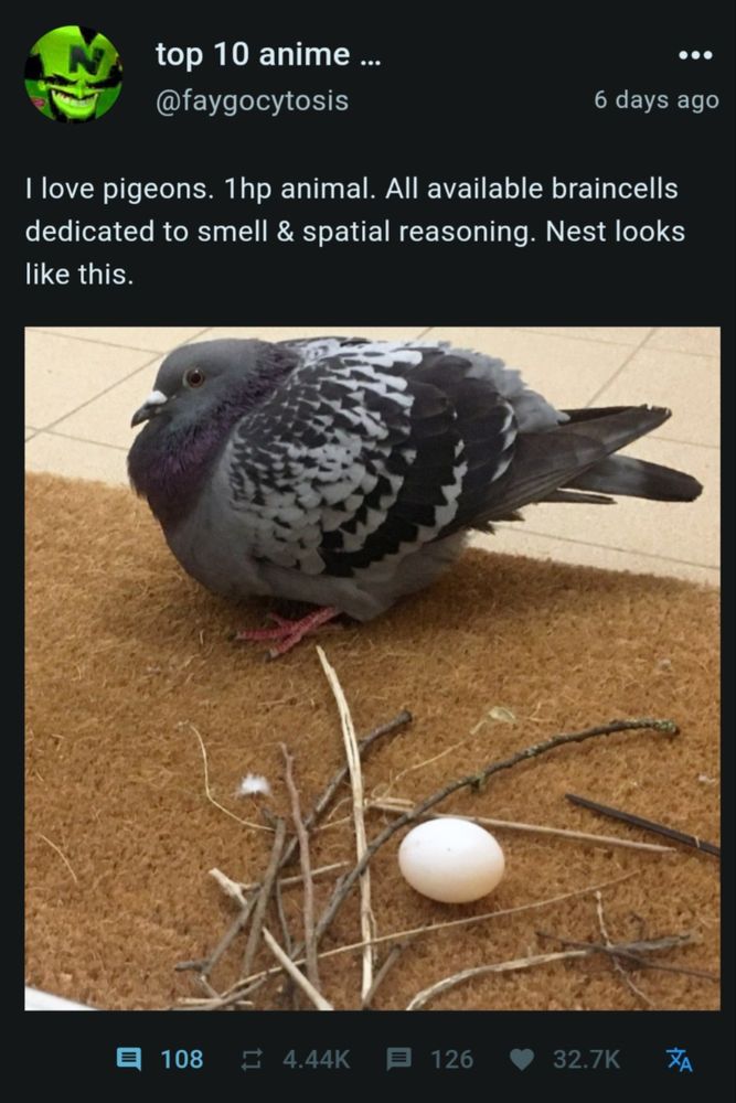 @faygocytosis 6 days ago

I love pigeons. 1hp animal. All available braincells dedicated to smell & spatial reasoning. Nest looks like this.