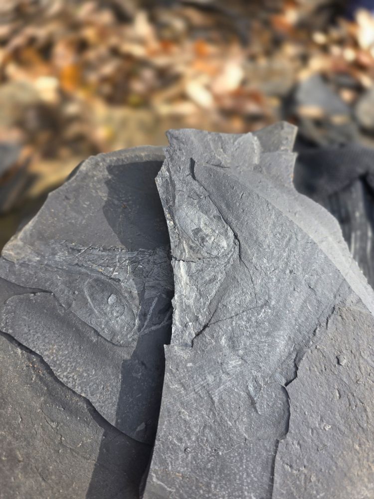 Coptoclava adult and plant debris