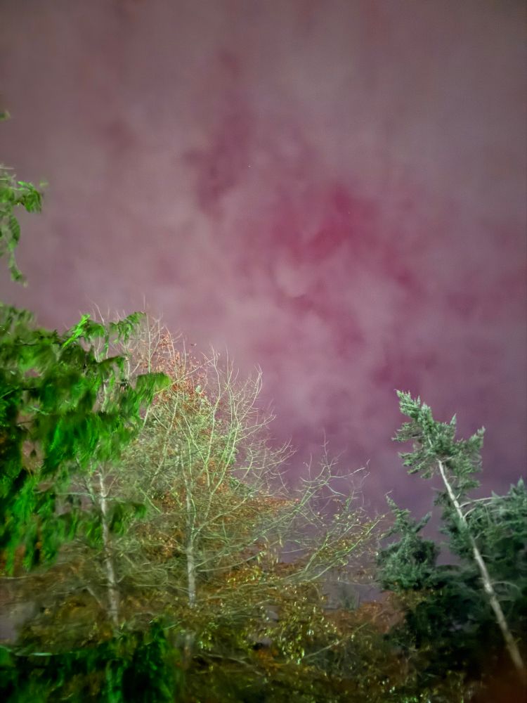 Image of Aurora borealis directly overhead in a cloudy sky surrounded by trees 