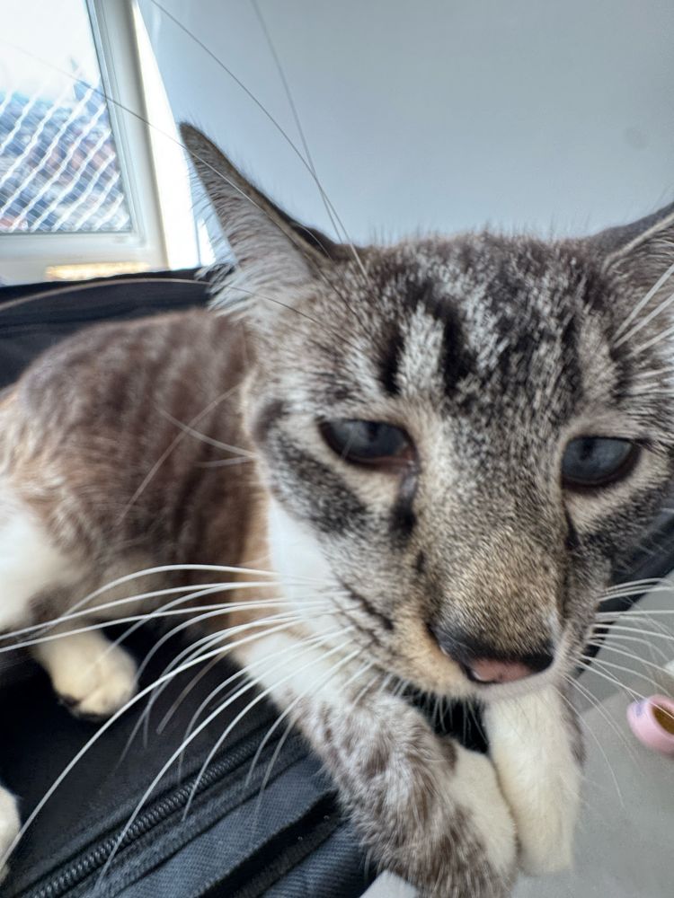 very close shot of a gray and white cat with distorted face due to camera lens distortion
