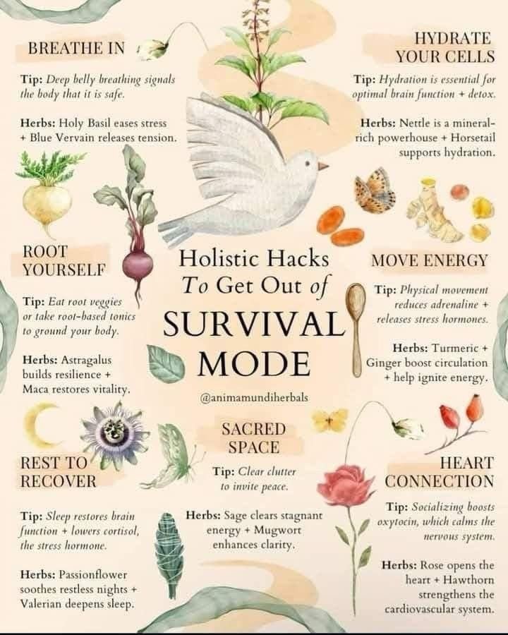 Graphic with drawings of herbs, flowers, animals, and roots. Text says, "Holistic Hacks To Get Out of SURVIVAL MODE"

BREATHE IN
Tip: Deep belly breathing signals the body that it is safe.
Herbs: Holy Basil eases stress. Blue Vervain releases tension.

HYDRATE YOUR CELLS
Tip: Hydration is essential for
optimal brain function + detox.
Herbs: Nettle is a mineral-rich powerhouse-+ Horsetail supports hydration.

ROOT YOURSELF
Tip: Eat root veggies or take root-based tonics to ground your body.
Herbs: Astragalus builds resilience + Maca restores vitality.

MOVE ENERGY
Tip: Physical movement reduces adrenaline and releases stress hormones.
Herbs: Turmeric and Ginger boost circulation + help ignite energy.
@animamundiherbals

SACRED SPACE
Tip: Clear clutter to invite peace.
Herbs: Sage clears stagnant energy + Mugwort enhances clarity,

REST TO RECOVER
Tip: Sleep restores brain function+lowers cortisol, the stress hormone.
Herbs: Passionflower soothes restless nights + Valerian deepens sleep.

HEART CONNECTION
Tip: Socializing boosts oxytocin, which calms the nervous system.
Herbs: Rose opens the heart + Hawthorn strengthens the cardiovascular system.
