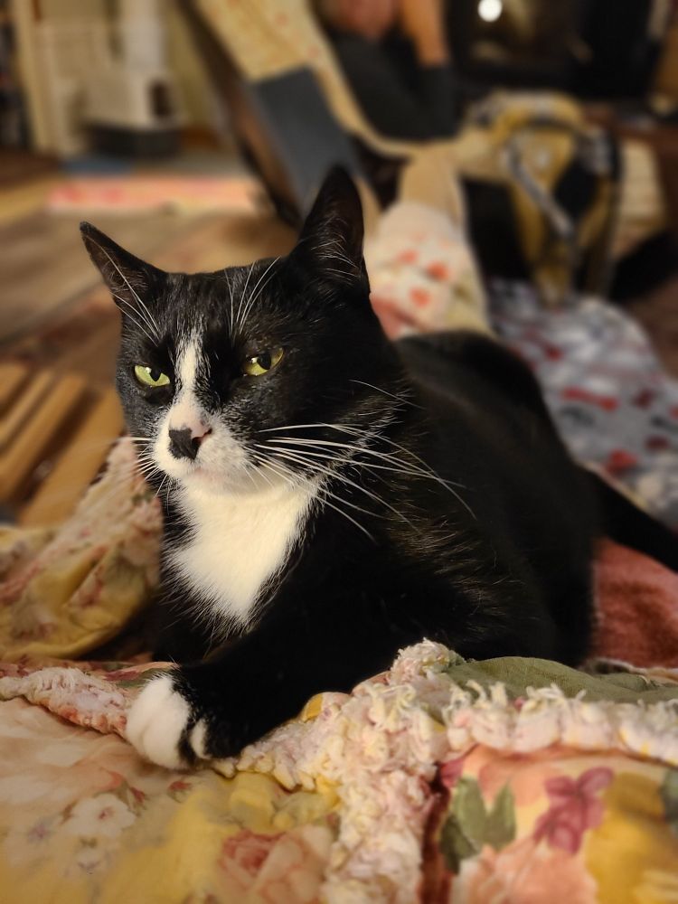 A photo of my tuxedo cat Lilith, with green eyes and white whiskers, sitting in my lap on a rag quilt, giving bombastic side-eye. She is beautiful.