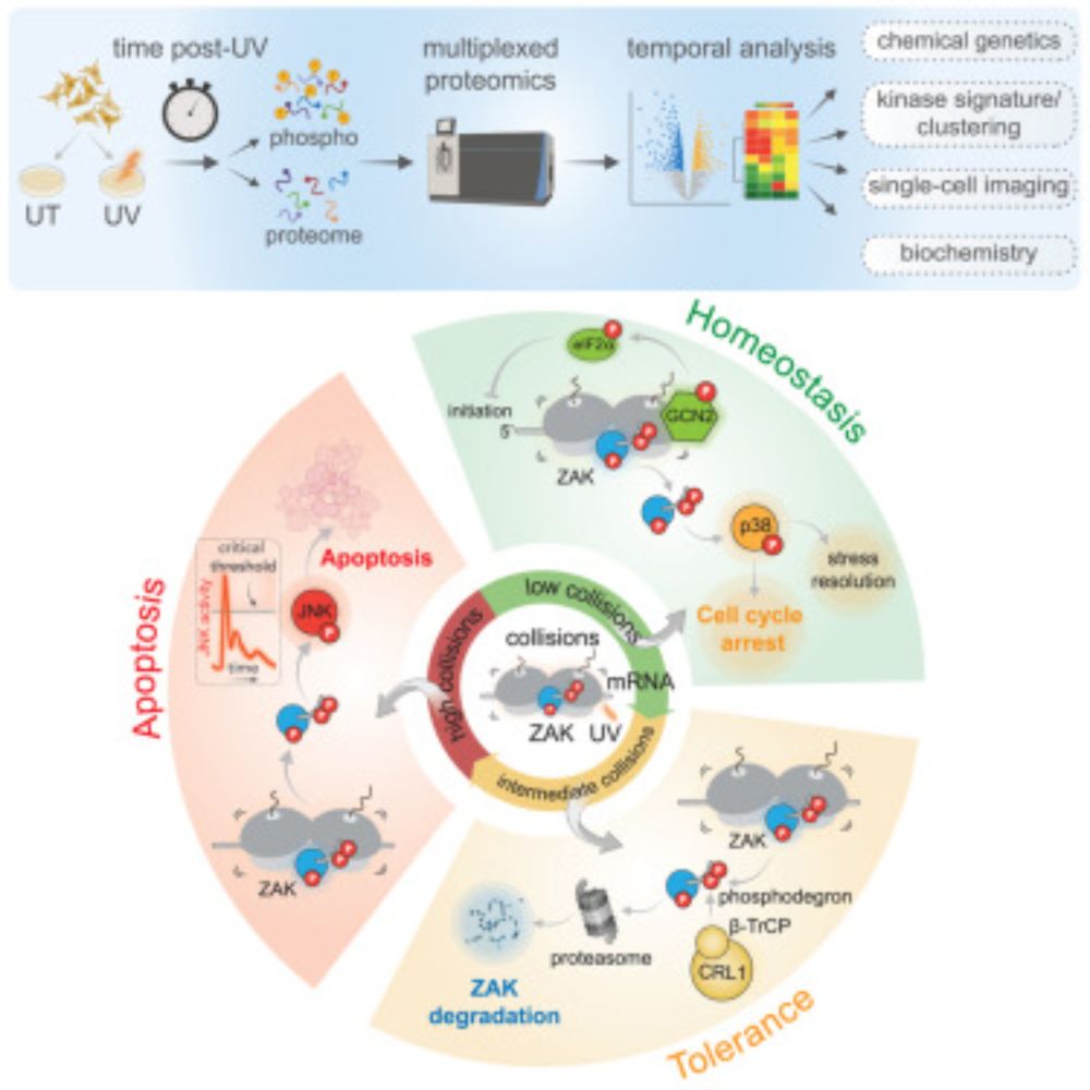 The ribotoxic stress response drives UV-mediated cell death