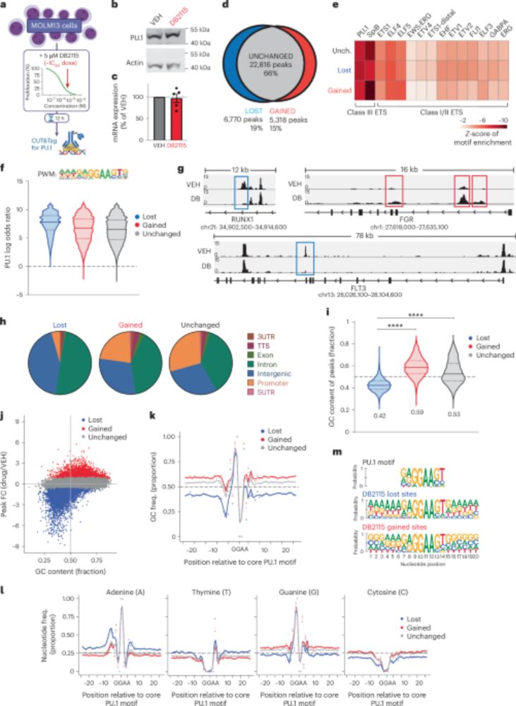 Pharmacological restriction of genomic binding sites redirects PU.1 pioneer transcription factor activity - Nature Genetics