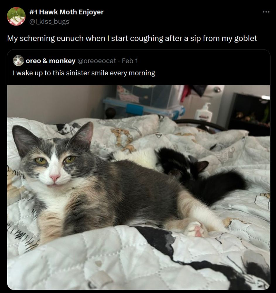 Photo of cat with distinctive “grin.” Caption: My scheming eunuch when I start coughing after a sip from my goblet”