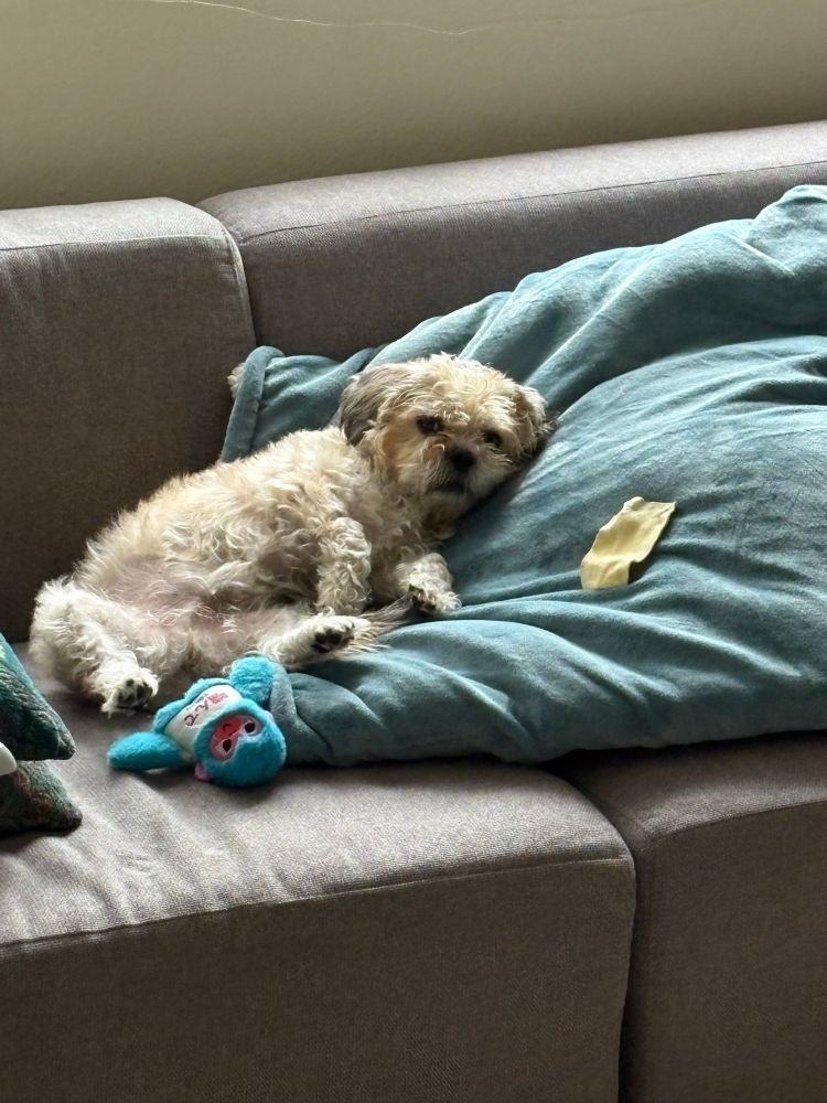 A small white dog laying on his side with his head propped up on a blue blanket 