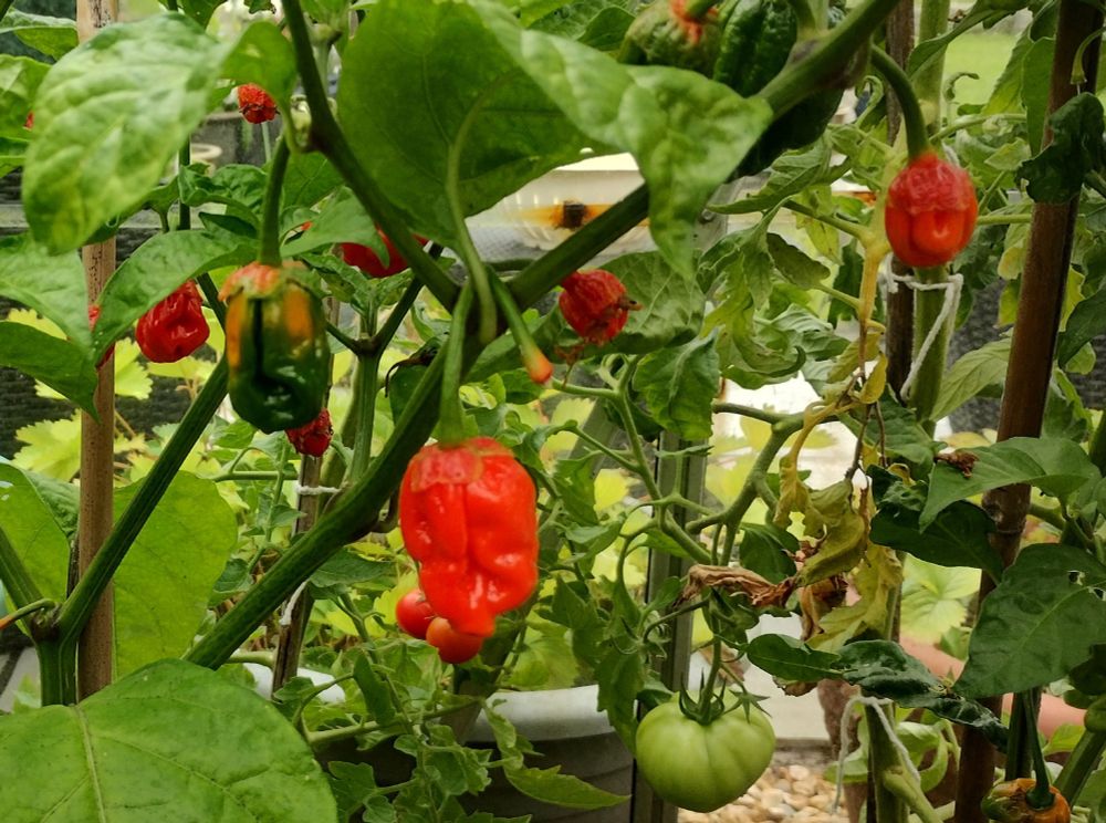 Extremely hot "bubblegum" chillies ripening in a greenhouse.