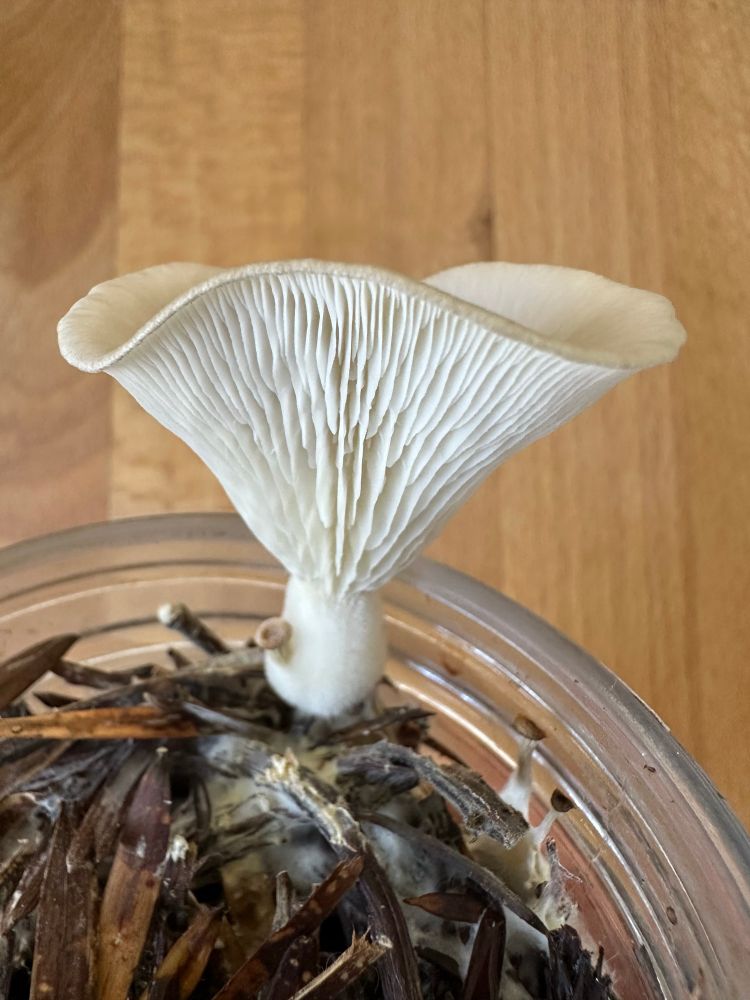 Closeup photo of the oyster mushroom, displaying a neat pattern of vertically oriented gills that run down from the cap to the stem. The cap has unfurled upwards and looks like an umbrella blowing up by a wind gust.