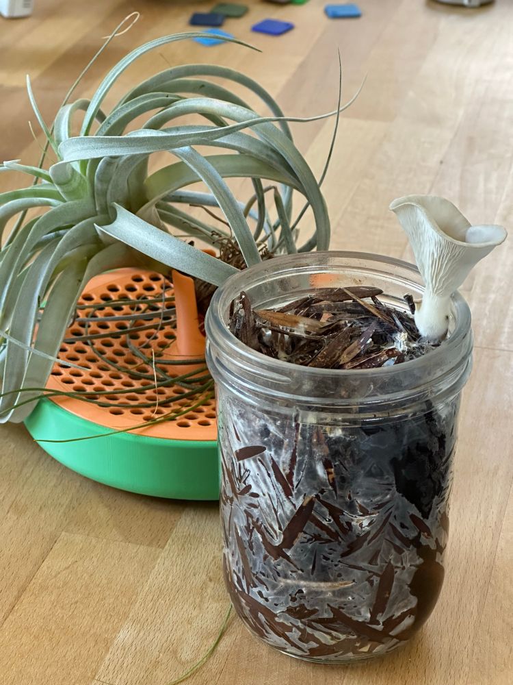 A glass jar of old leaves covered with white smattering of pearl oyster mycelium, with a single oyster mushroom growing on top. In the background, an air plant.