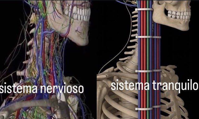 A two-panel image of a skeleton with a visible circulatory and nervous system.

In the first image, the vessels/nerves are spider-webbed throughout the body, as normal. It is captioned "Sistema nervioso."

In the second image, the vessels/nerves are neatly arranged in a vertical bundle, with zip ties holding them in place. It is captioned "Sistema tranquilo."
