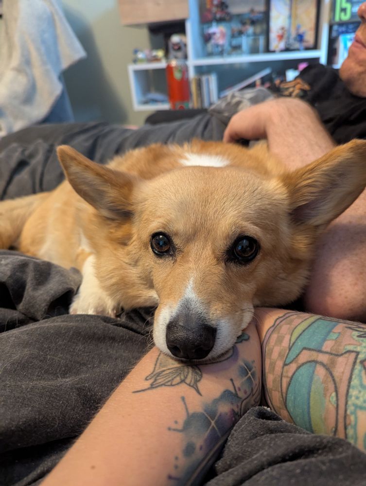 A tan and white Pembroke corgi resting on a tattooed arm
