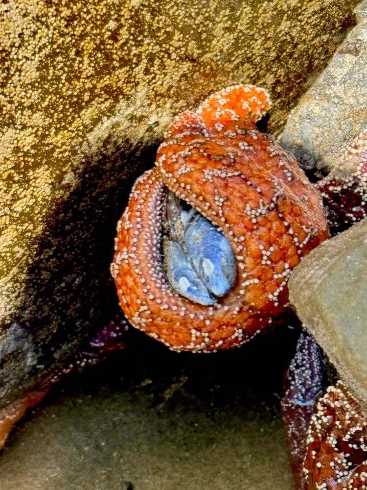 A seastar devouring a mollusk