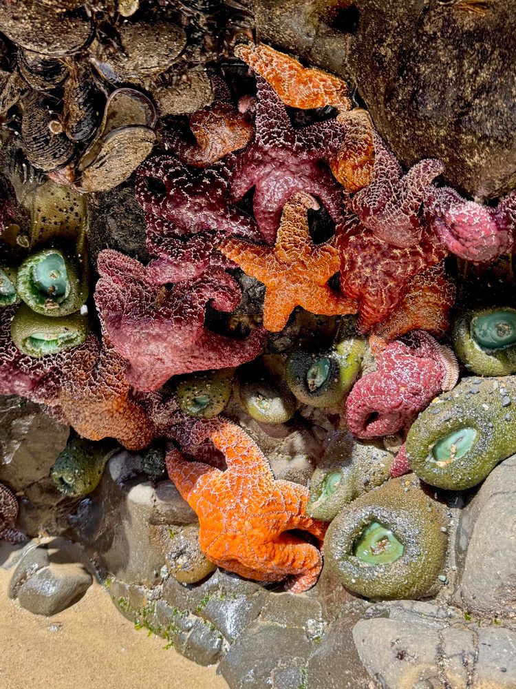 Seastars and anemones on a rock