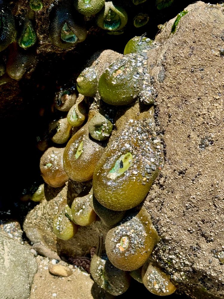 Massive anemones