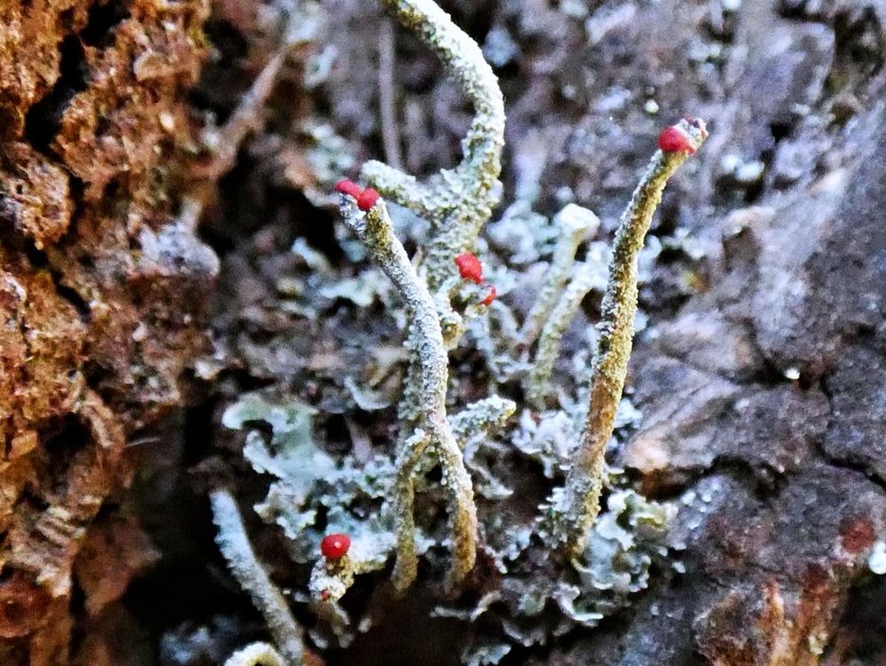 Pale green stalks of lichen rise up out of similarly-colored leafy structures nestled in a crack in auburn-colored Douglas fir tree bark. The tippy-tops of the lichen stalks have smooth, bright red bulbs on them. Super funky! 