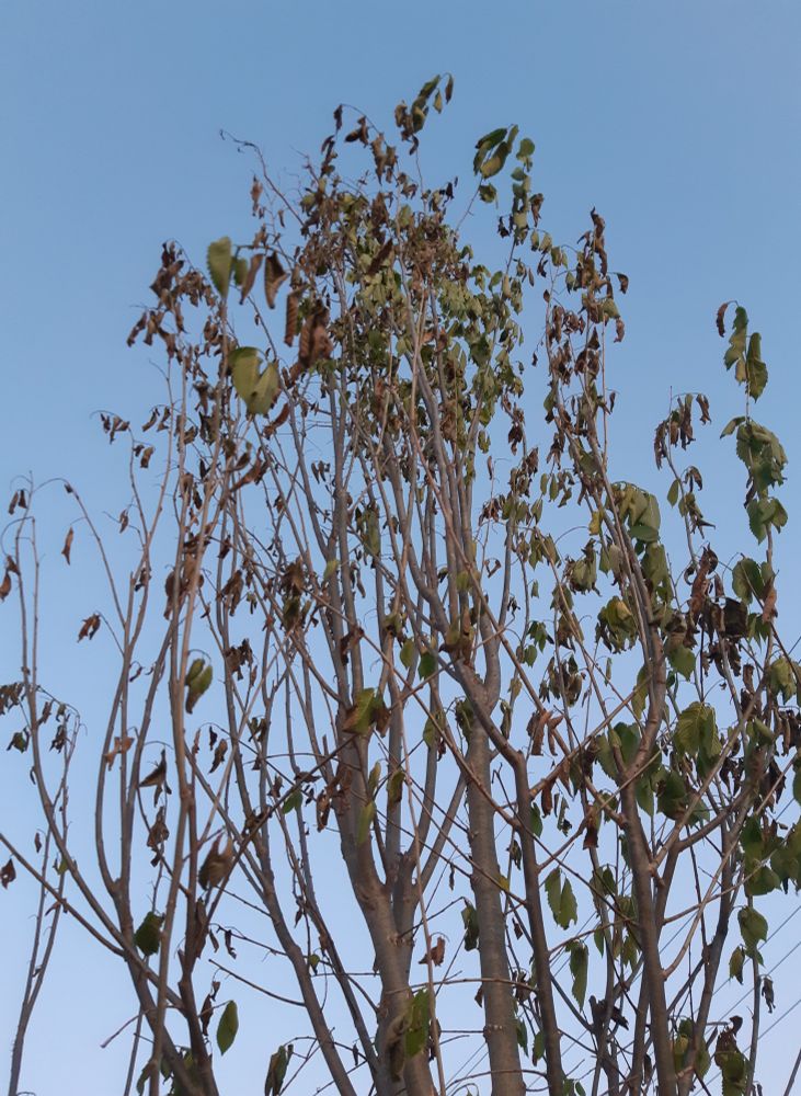A tree top against the sky. The leaves are withered and browning