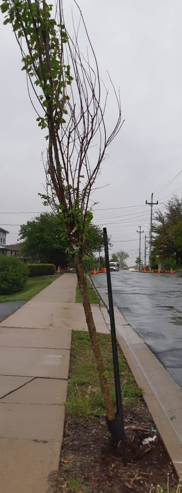A street tree planted a year ago. Some small new growth. Lots of bare limbs. Tree is leaning over the sidewalk 