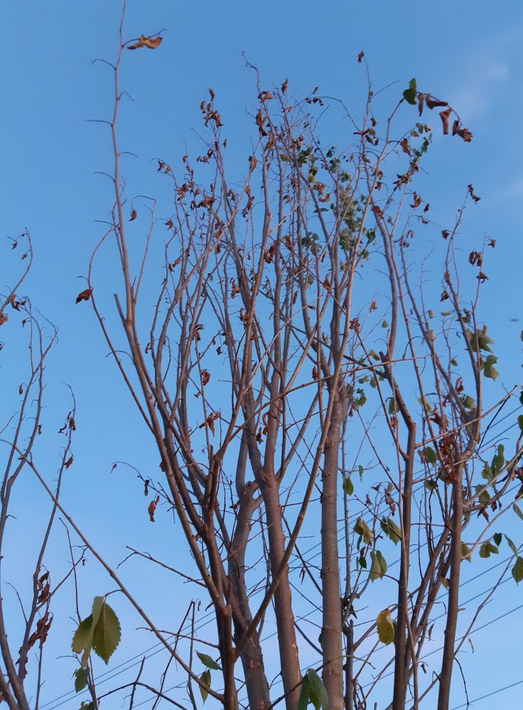 A tree top against the sky. There are very few leaves remaining despite being mid August