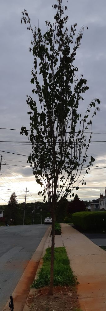 A newly planted street tree. It is a tall, thin, Brandon elm. Its leaves are curled from lack of water. Red dust spreads outwards from the tree across the sidewalk and onto the road