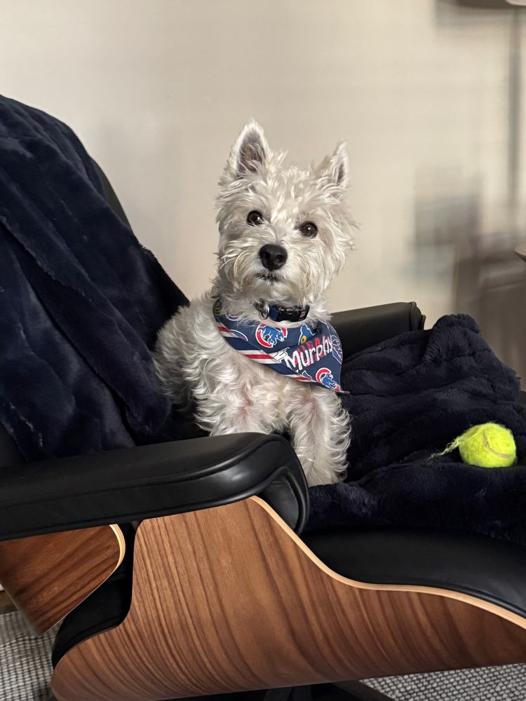 Westie wearing a cubs scarf sitting on an Eames chair with a tennis ball next to him