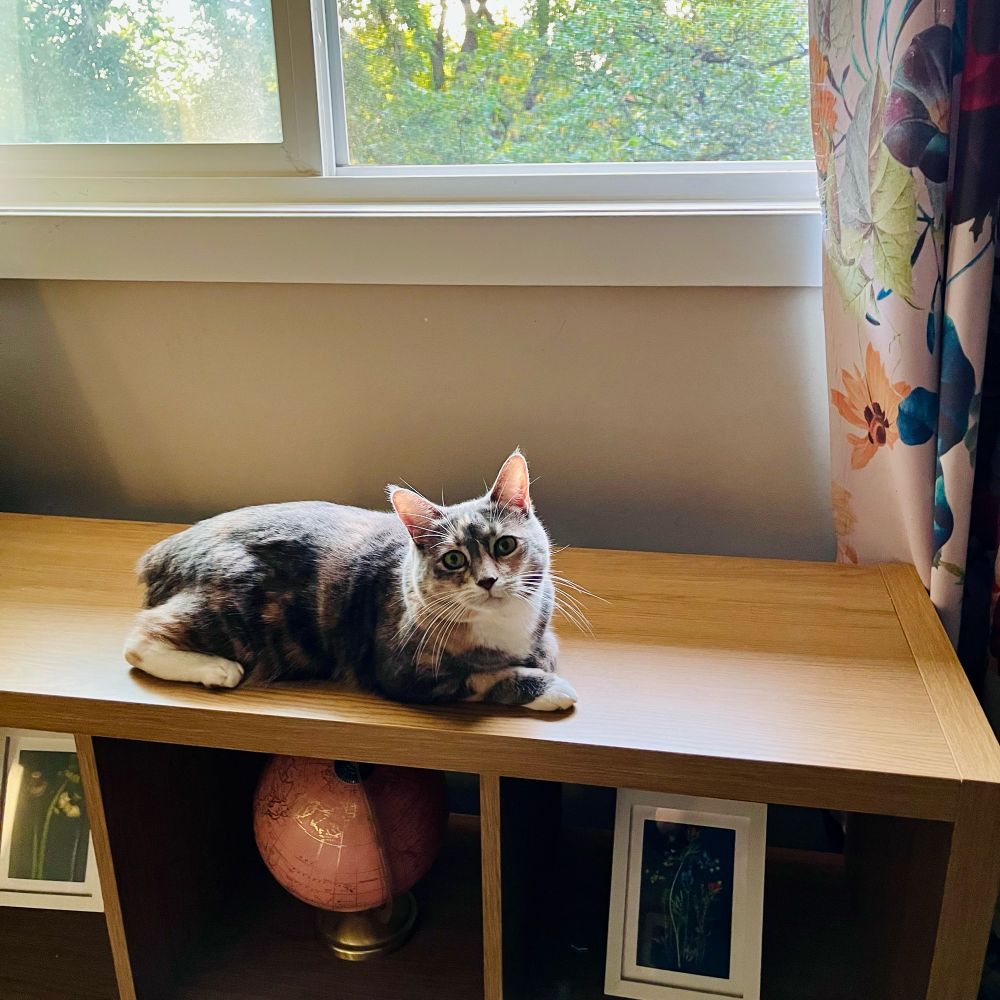 A small grey cat with peach and white markings sits on a bookcase under a window and is looking directly at the camera 