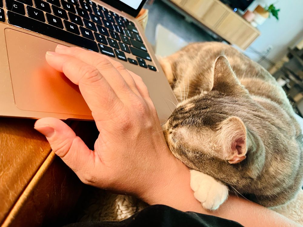 A hand on the trackpad of a pink laptop with a small grey cat sleeping on top, a tiny white paw is draped over the hand