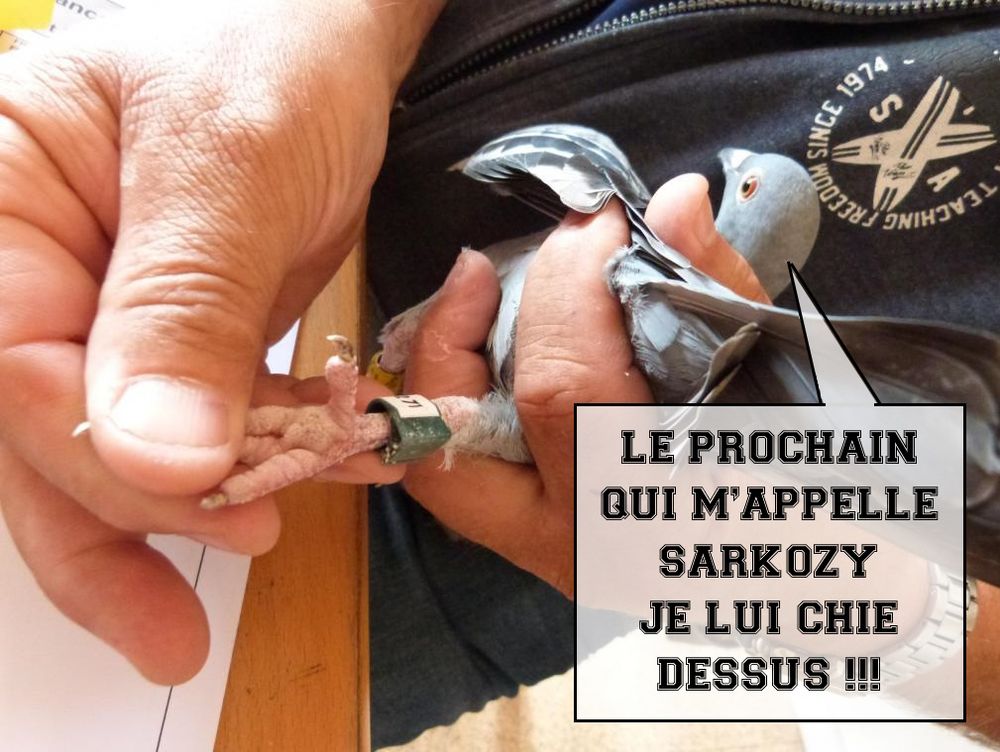 Pigeon bagué moqué comparé à Sarkozy