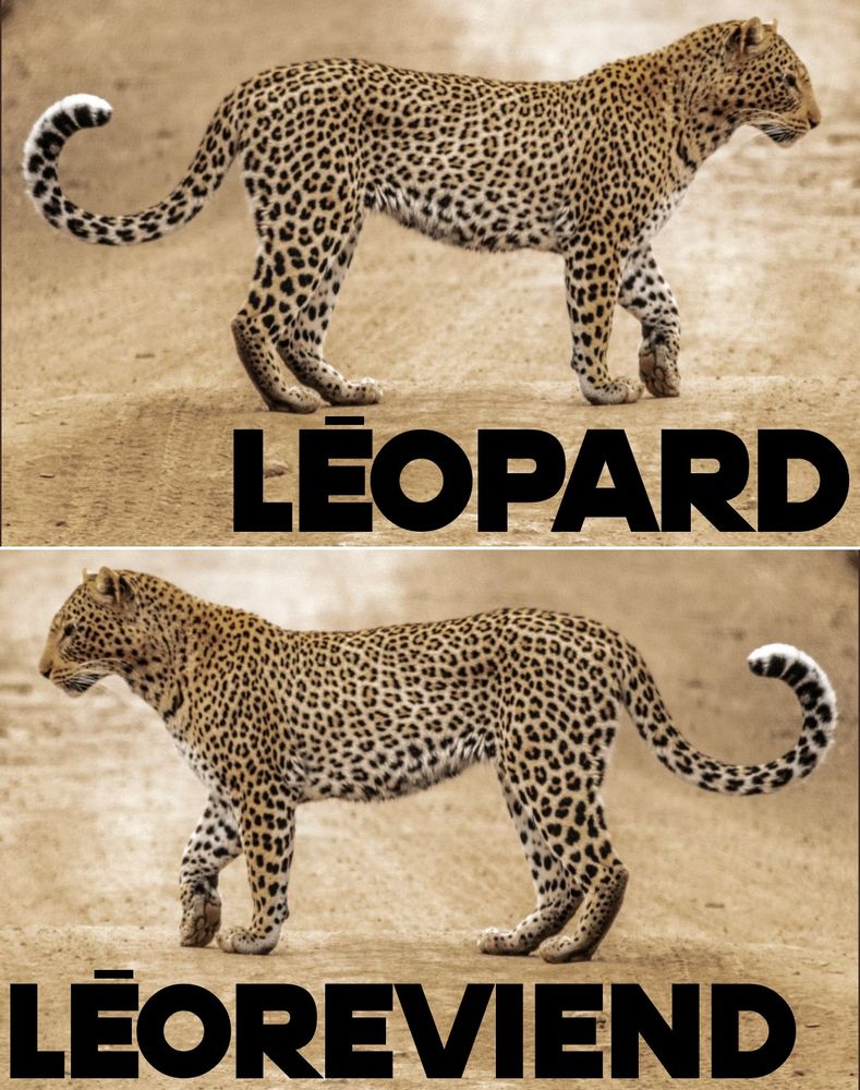 Difficile de demander à un léopard de conjuguer correctement un verbe en français