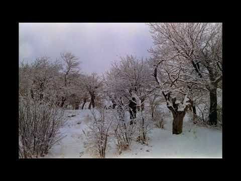 The Sound of Lost Trees by Moj Mortazavi