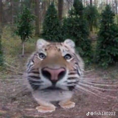 Comment image