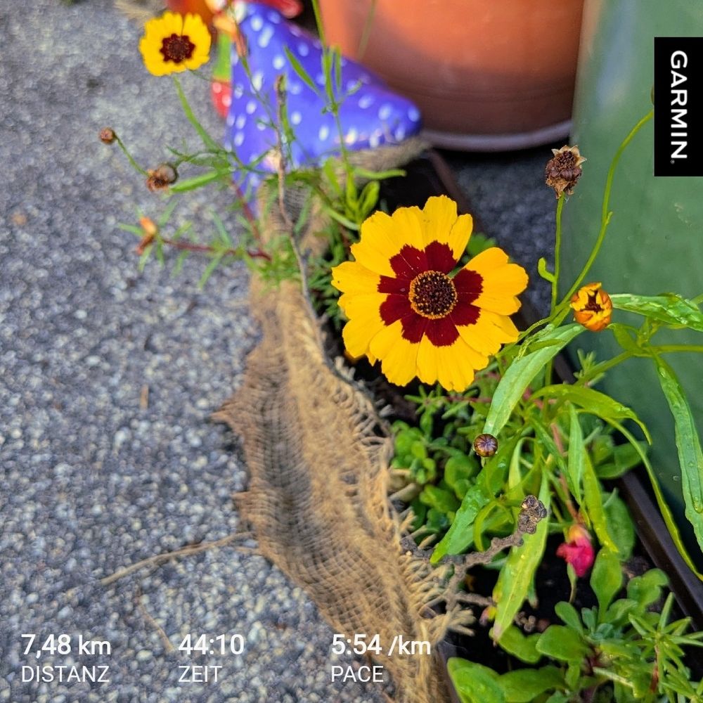 Das Bild zeigt eine gelb-rote Blume im Vordergrund, die von anderen Pflanzen umgeben ist. Im Hintergrund sind Blumentöpfe und eine blaue getöpferte Henne zu sehen. Am unteren Rand des Bildes befinden sich Daten von einer Garmin-Uhr, die eine gelaufene Distanz von 7,48 km, eine Zeit von 44:10 und ein Tempo von 5:54/km anzeigen.
