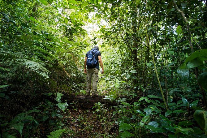 Un type qui marche dans la jungle