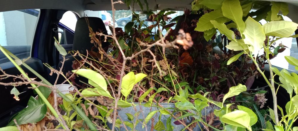 Ma voiture chargée à ras la gueule de plantes