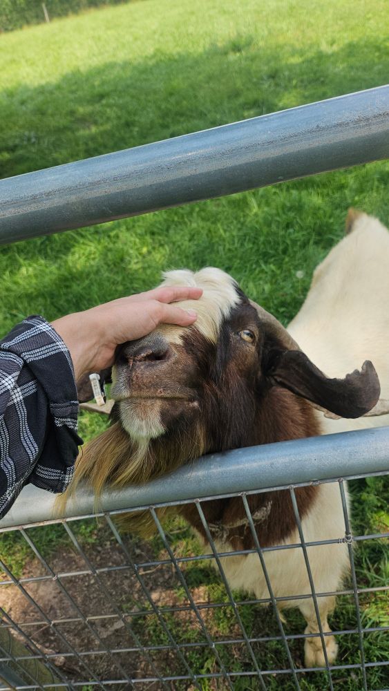 me petting the head of a big stupid stud goat. he loves the attention and thinks he's really handsome