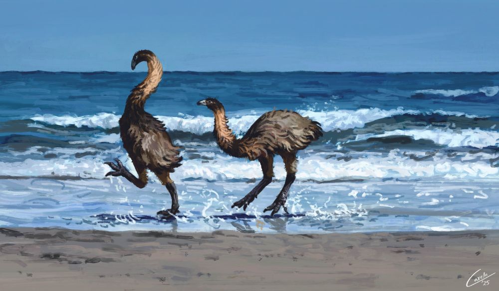 Two juvenile giant moa (Dinornis robustus) run energetically along a beach, creating some splashes as they go. Small waves roll in behind them.