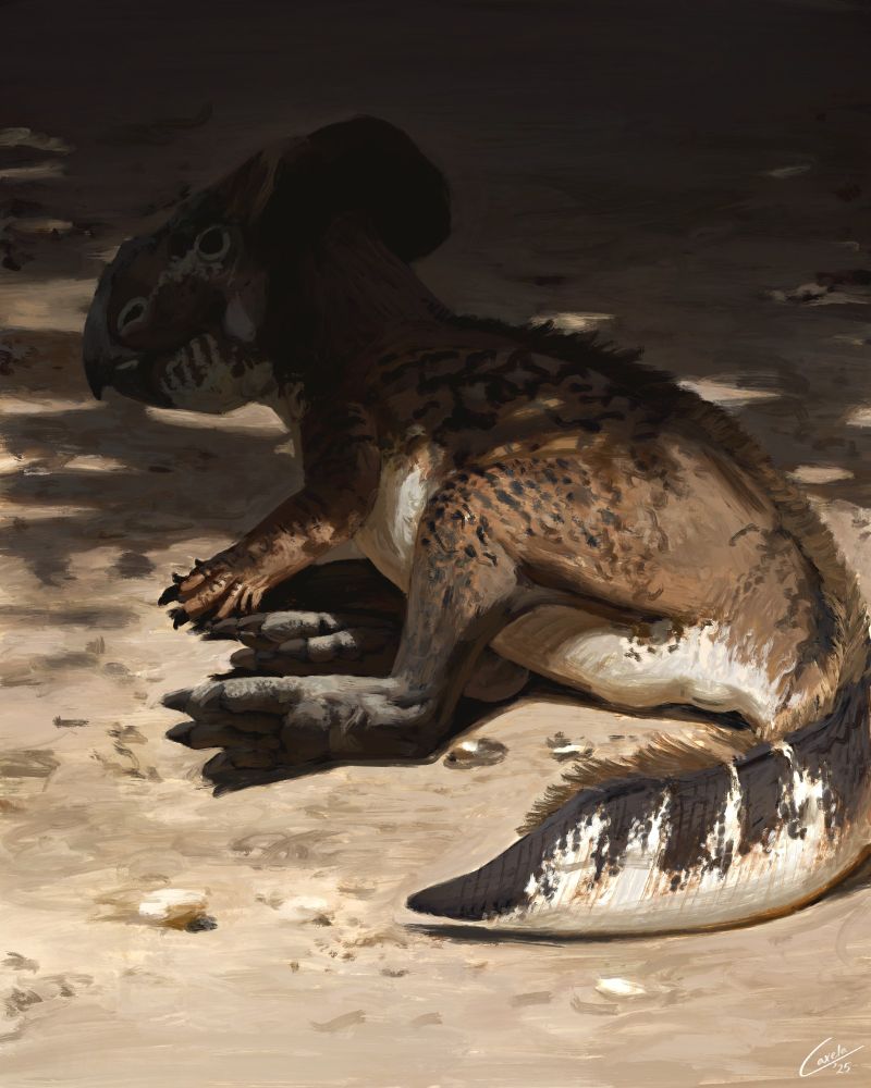 A very speculative depiction of a Koreaceratops hwaseongensis laying under some shade. Koreaceratops is an early ceratopsian dinosaur known from the partial remains of its tail, hip, and hindlimbs. The front half of the animal is unknown.