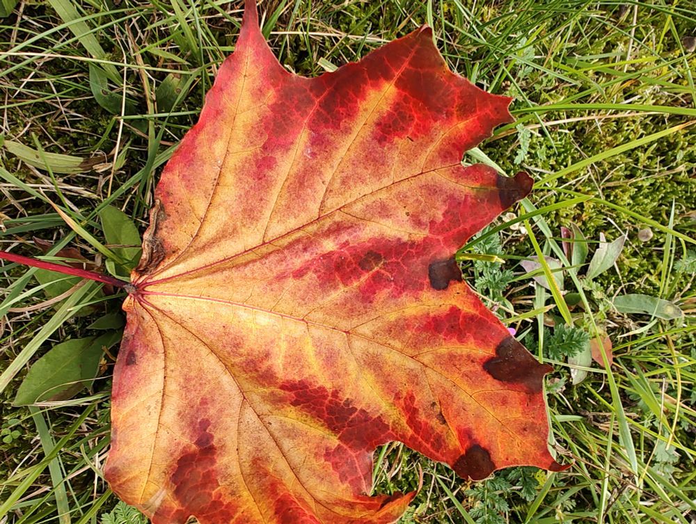 Herbstlich gefärbtes 🍁 liegt auf einem Rasen 