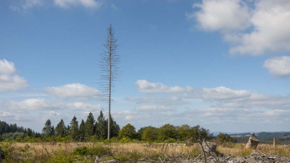 Zu lange ignoriert: Der Klimahelfer Wald ist tot