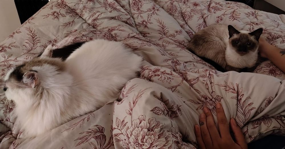 Merlot está deitada no edredom com estampa florida recebendo carinho. Nareba uma gata branca com marchas marrons e uma mancha preta no nariz, está de costas para a cena.