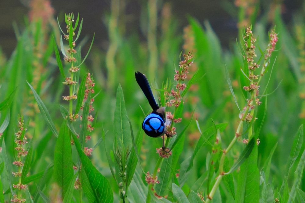 Small bird with a vivid blue head and a long tail is perched on the side of a bright green reed with pink flowers 