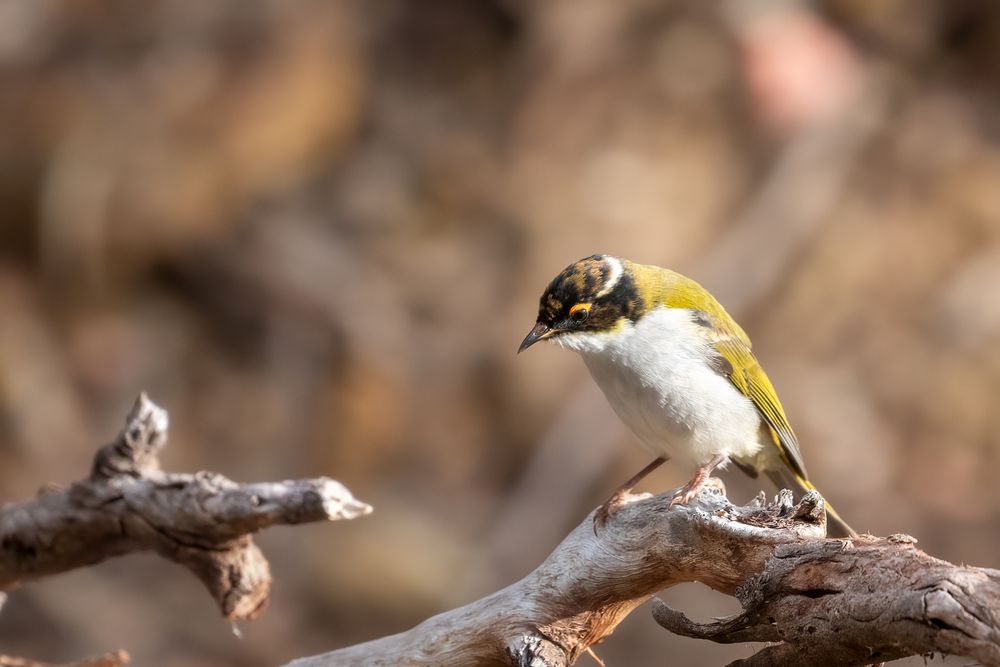 A small bird sitting on a bare branch just above a small creek. The bird is peering down into the creek looking for bugs and is probably relatively young, from its coloring.