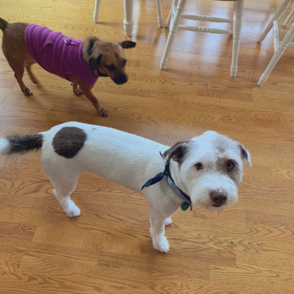 Jack the black and white pup with a bandana tied around his neck stares at the camera while Hazel the brown pup wearing her purple fleece looks on in the distance