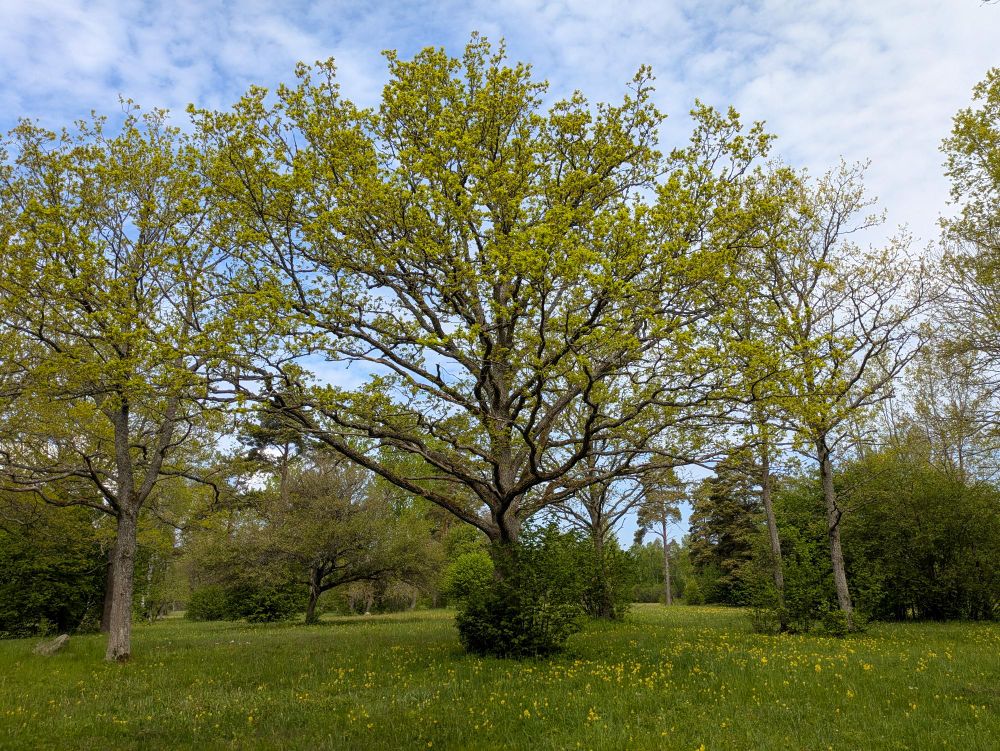 Biotop je charakteristický málo zapojeným porostem dřevin s pestrým bylinným patrem udržovaným sečí 