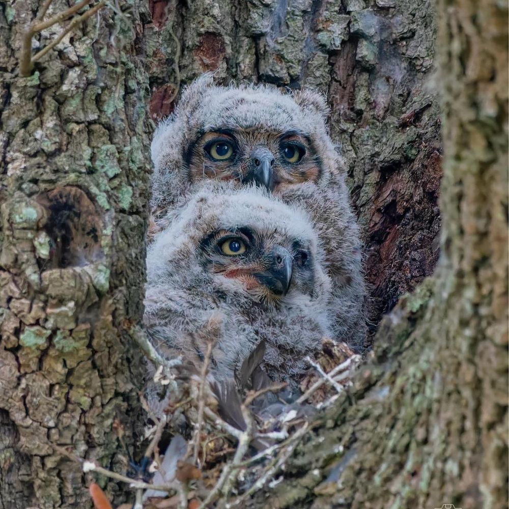 Two baby Great Horned Owl owlets. 